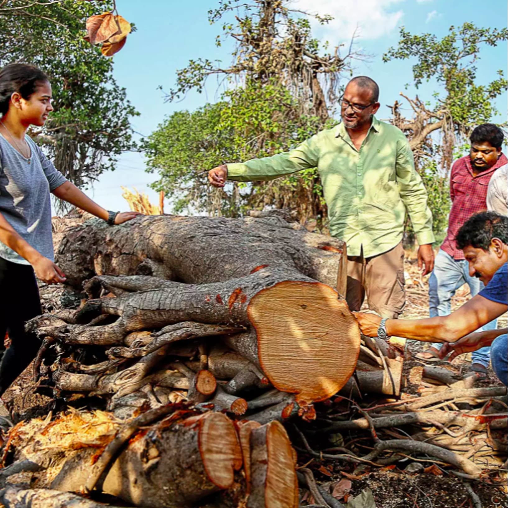 Translocation of Banyan Trees